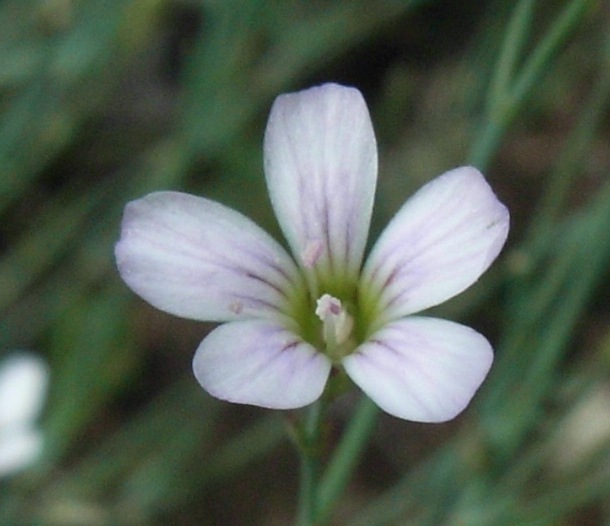 Matese - Petrorhagia saxifraga